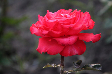 Close up of single natural beautiful rose flower in the garden. Beautiful rose flower in the garden.