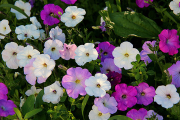 Colorful petunia flowers in the garden in springtime. Flower bed with purple petunias.