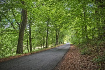 Fototapeta premium Spring forest