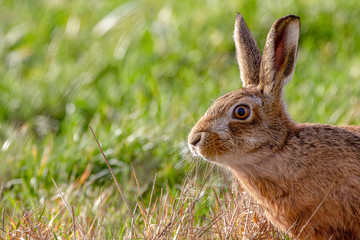 Naklejka na ściany i meble European Brown Hare (Lepus europaeus) in summer farmland setting