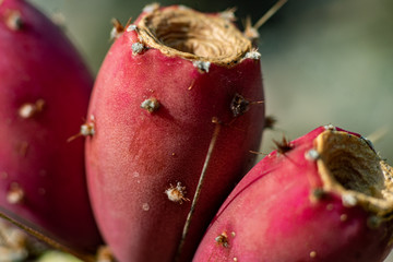 Makroaufnahme Früchte eines Feigenkaktus 