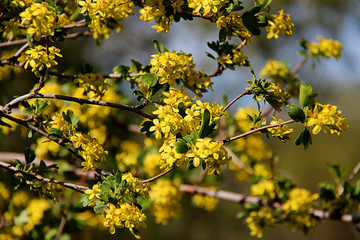 Blooming black currant with yellow flowers. Closeup of black currant flowers. Beautiful blooming branch of black currant.