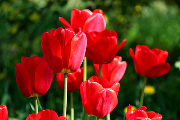 Fototapeta premium Group of red tulips in the park on green spring background.