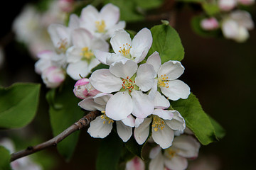 Closeup of apple flowers. Beautiful blooming branch of apple tree. Tree white blossoms in spring.