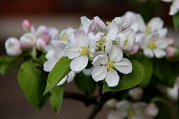 Closeup of apple flowers. Beautiful blooming branch of apple tree. Tree white blossoms in spring.