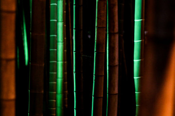 Bamboos. The bamboo forest at night. Its green stems lightened at night.Taken from the near view. 