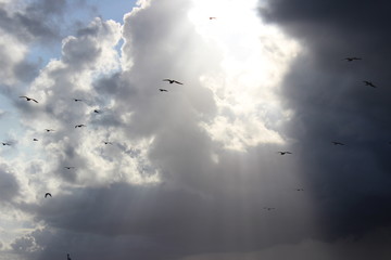Möwen vor Wolken