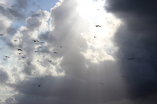 M&ouml;wen vor Wolken