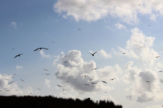 M&ouml;wen vor Wolken