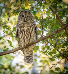 Barred Owl (Strix Varia)