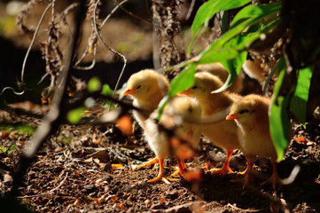 Little chicks several days old among the plants