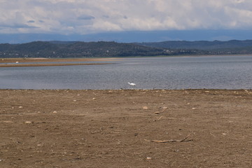 Pong Dam Lake Wildlife Sanctuary  ,Himachal Pradesh