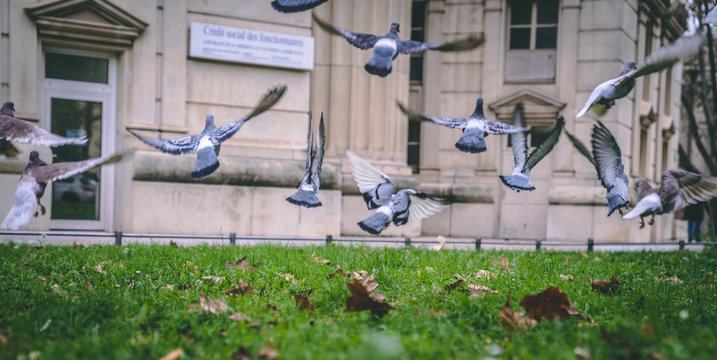Pigeons qui s'envolent en ville