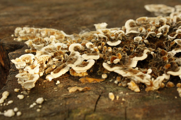 Fungus growing on a tree trunk in the forest.