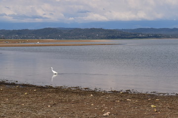 Pong Dam Lake Wildlife Sanctuary  ,Himachal Pradesh