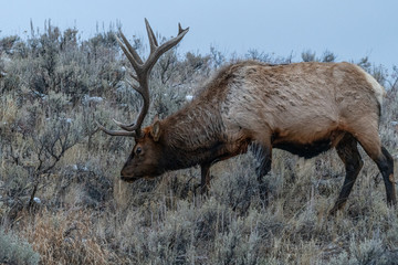 Bull elk (Cervus canadensis) grow antlers for the fall mating season and keep them through the winter, they fall off for the new year’s growth