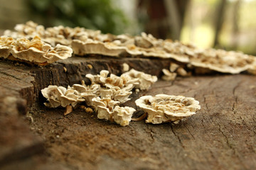 Fungus growing on a tree trunk in the forest.