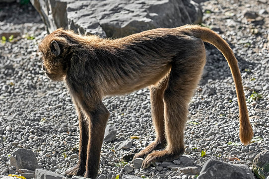 Young gelada baboon male. Latin name - Theropithecus gelada	