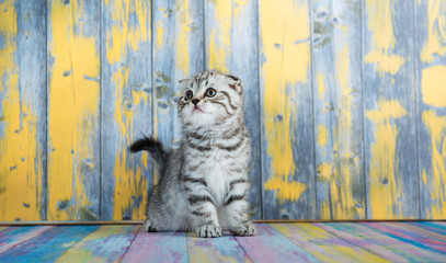 Fototapeta na wymiar Cute tabby kitten, Scottish Fold