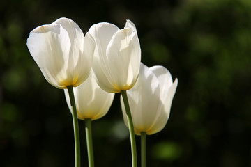 Group of white tulips in the park on green spring background.