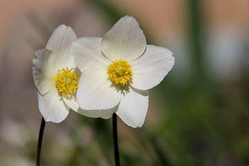 White anemone flowers. White anemone macro close up in nature. Anemone sylvestris (snowdrop anemone, windflower) in sunlight on blurry background. Anemone nemorosa blooming in spring.