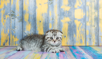 Cute tabby kitten, Scottish Fold