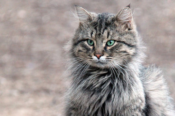 Portrait of stray gray cat with green eyes looking at camera