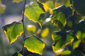Birch branches with colorful autumn leaves in sunlight. Autumn in the park: yellow green birch tree leaves in the sunlight