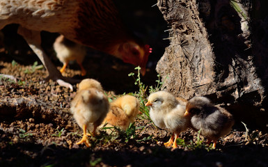 Group of chicks in foreground and mommy hen in the background out of focus