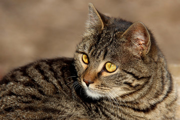 Portrait of stray striped cat
