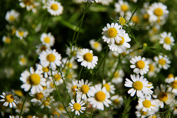 Fototapeta premium Chamomile (Matricaria chamomilla or Matricaria recutita) flowers close-up on dark background.
