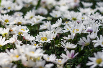 Obraz premium white flowers in the garden