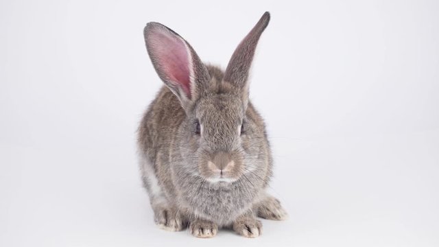 Gray hare on a white background