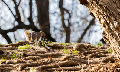 Squirrel taking sun