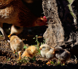 Chicks sunbathing in foreground and mommy hen out of focus in background