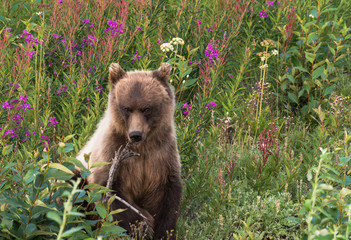 Obraz premium Grizzly Cub Chewing on Stick