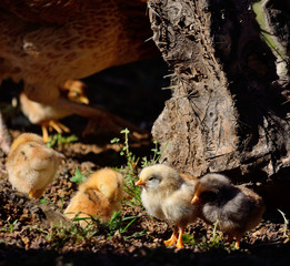 Little chicks in foreground and near the mommy hen
