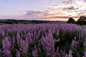 Fototapeta na wymiar Sunrise in Lavender fields on spring time