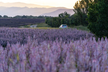 A white car runs through the lavender fields one spring morning