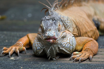 Close uo portrait of Green Iguana looking at the camera.