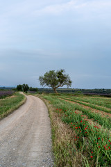 a road cuts the green fields of the French provence during the spring
