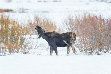 Naklejka na ściany i meble Bull Moose in Yellowstone Park