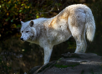 Arctic wolf. Latin name - Canis lupus arctos	