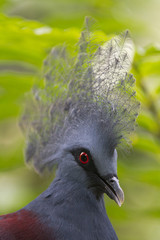 Victoria Crowned bird ,Goura victoria, head profile close up.