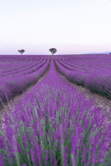 Fototapeta na wymiar Lavender fields with a tree in spring time in provence france