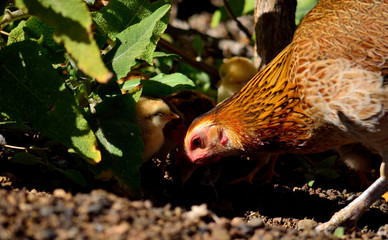 Hen with the chicks between the plants and looking for small insects to eat