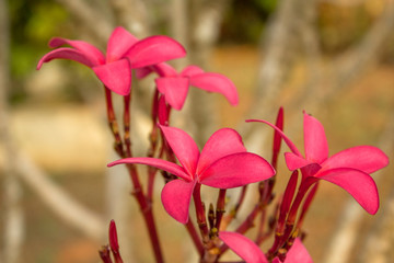 pink tropical flowers frangipani plumeria closeup on blurred bush background