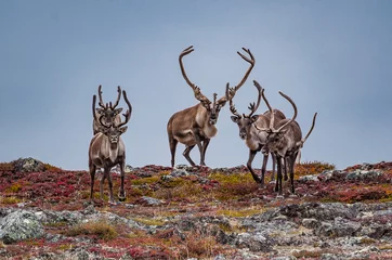 Photo sur Plexiglas Renne Un troupeau de caribous franchit la ligne de crête