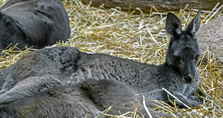 Eastern grey kangaroo. Latin name - Macropus giganteus  © Mikhail Blajenov