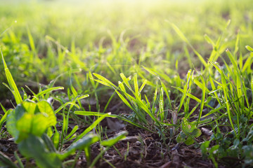 Close-up of green grass, concept of environment